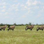 Gemsbokken Khutse Botswana