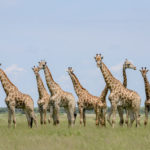 Giraffen in Khutse Botswana