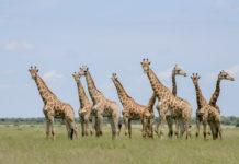 Giraffe uitgelicht – alles over de reus van de savanne Giraffen in Khutse Botswana