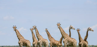 Giraffe uitgelicht – alles over de reus van de savanne Giraffen in Khutse Botswana