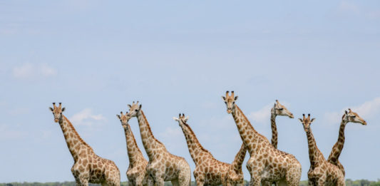 Natuur reservaat Khutse Giraffen in Khutse Botswana