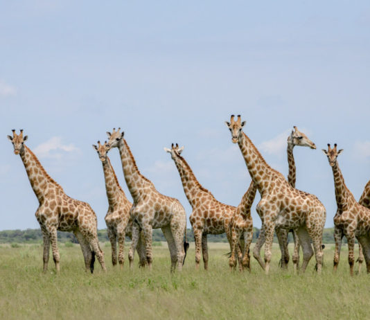 Natuur reservaat Khutse Giraffen in Khutse Botswana