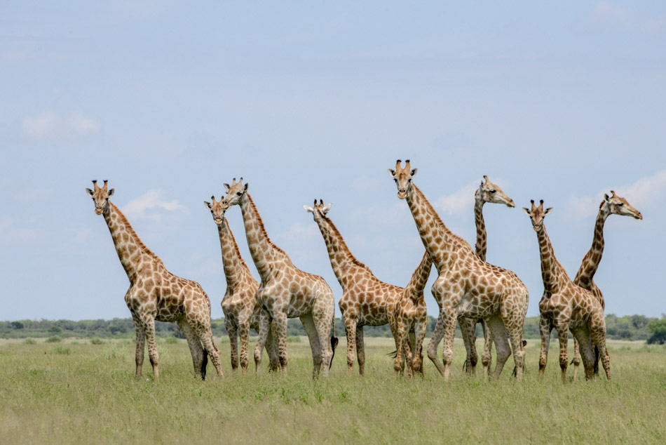 Giraffen in Khutse Botswana