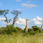 Giraffes Khutse Botswana
