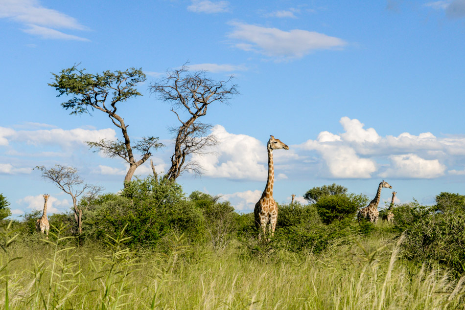 Giraffen in Khutse Botswana