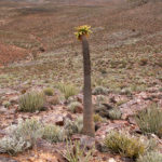 Halfmens Richtersveld