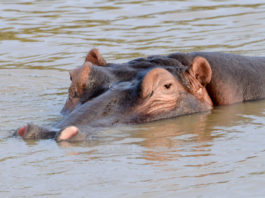 Isimangaliso Wetland Park Isimangaliso Wetland Park Zuid Afrika