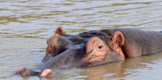 Isimangaliso Wetland Park Isimangaliso Wetland Park Zuid Afrika
