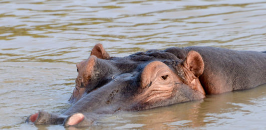 Isimangaliso Wetland Park Isimangaliso Wetland Park Zuid Afrika