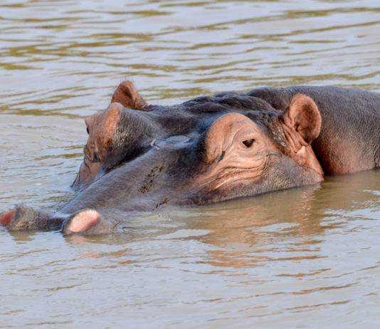Isimangaliso Wetland Park Isimangaliso Wetland Park Zuid Afrika