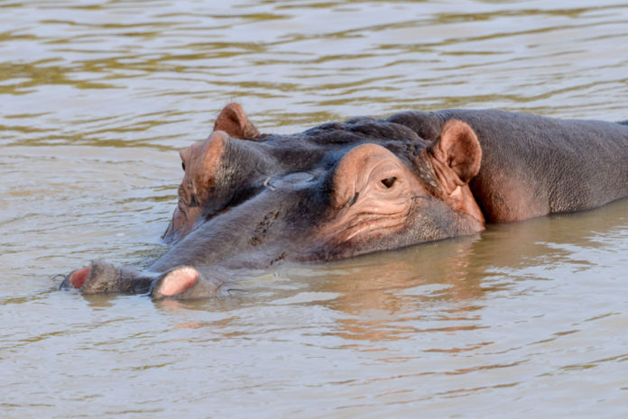 Isimangaliso Wetland Park Zuid Afrika