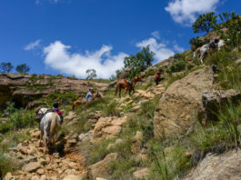 In galop door nationaal park Sehlebathebe Khotso paardrijden Sehlebathebe Lesotho