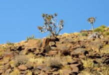 Ontdek het onherbergzame Richtersveld Kokerboom Richtersveld Zuid-Afrika