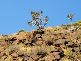 Ontdek het onherbergzame Richtersveld Kokerboom Richtersveld Zuid-Afrika