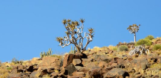 Ontdek het onherbergzame Richtersveld Kokerboom Richtersveld Zuid-Afrika