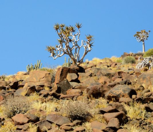 Ontdek het onherbergzame Richtersveld Kokerboom Richtersveld Zuid-Afrika