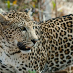 Luipaard Kalahari Botswana