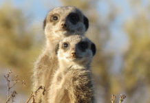 De Kalahari woestijn Meerkat Kalahari Botswana