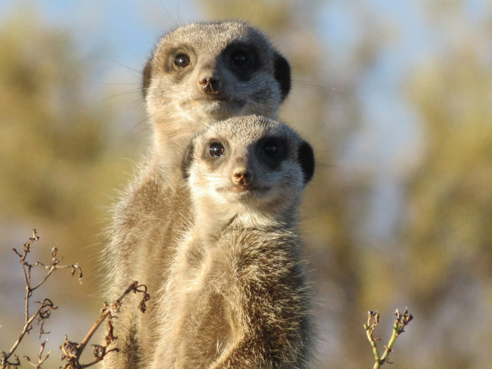 Meerkat Kalahari Botswana