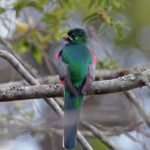 Narina-Trogon Oribi kloof Zuid-Afrika
