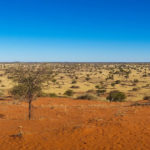 Woestijn Kalahari Botswana