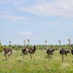 Ooievaars Khutse Botswana
