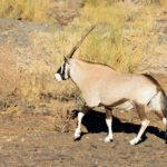 Gemsbok Richtersveld Zuid Afrika