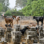Toubacouta Senegal