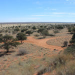 Woestijn Kalahari Botswana