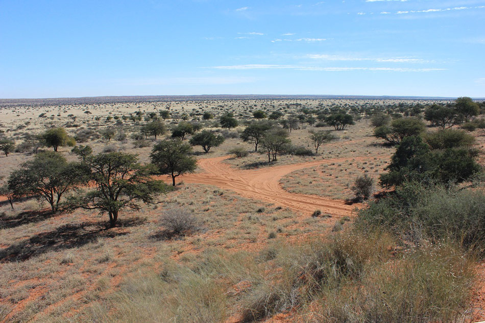 Woestijn Kalahari Botswana