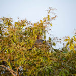 vogels Sine Saloum Delta Senegal