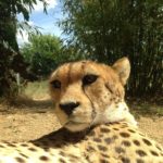 Cheeta Mokolodi Botswana