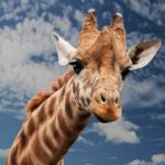 Giraffe Mokolodi Botswana