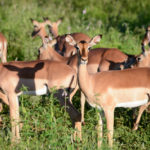 Impala Pilanesberg Zuid Afrika