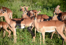 Nationaal park Pilanesberg Impala Pilanesberg Zuid Afrika