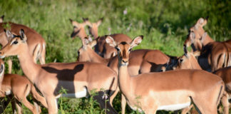 Nationaal park Pilanesberg Impala Pilanesberg Zuid Afrika