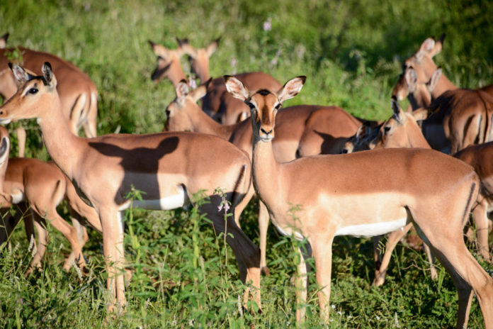 Impala Pilanesberg Zuid Afrika