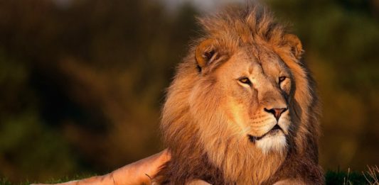 North Luangwa: het mooiste wildpark van Afrika?