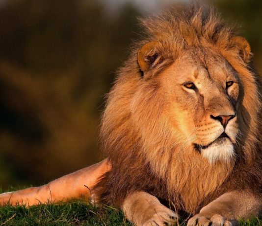 North Luangwa: het mooiste wildpark van Afrika?