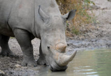 Zestien witte neushoorns overgeplaatst naar Garamba National Park Neushoorn Bandia Senegal