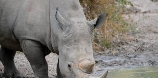 Zestien witte neushoorns overgeplaatst naar Garamba National Park Neushoorn Bandia Senegal