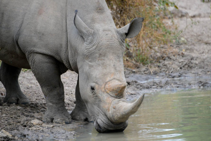 Neushoorn Bandia Senegal