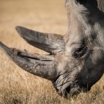 Neushoorn Mokolodi Botswana