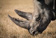 Mokolodi Natuurreservaat Neushoorn Mokolodi Botswana