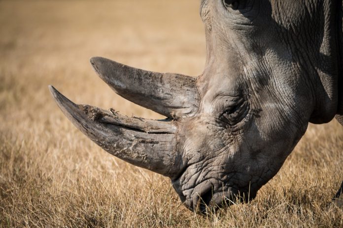 Neushoorn Mokolodi Botswana