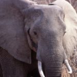 North Luangwa Zambia