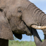 Olifant Pilanesberg Zuid Afrika