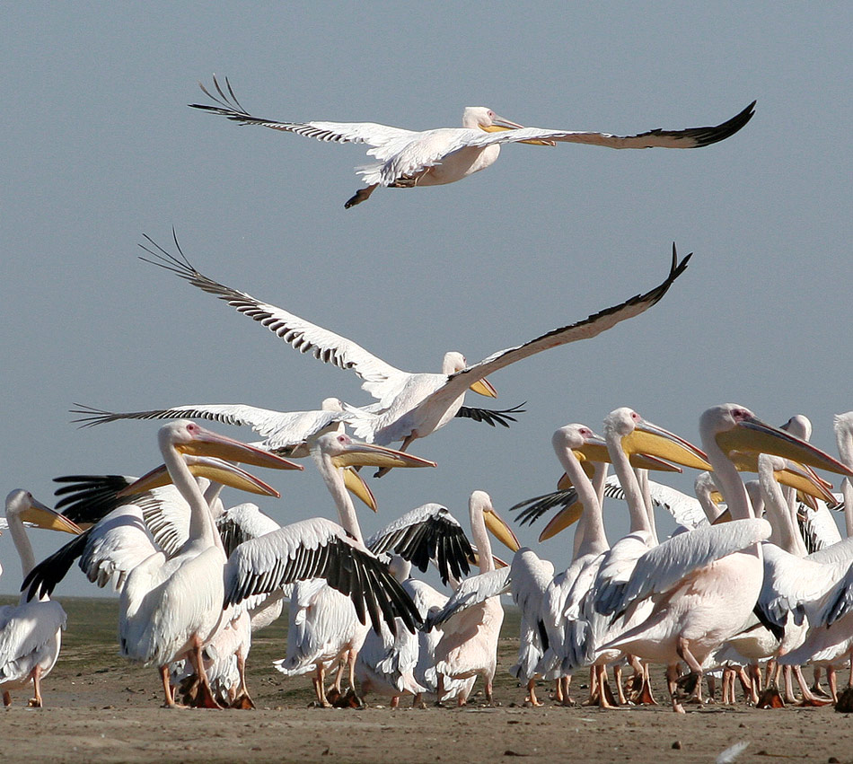 Pelikanen Banc D’ Arguin mauritanië