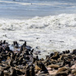 Pelsrobben Cape Cross Namibie