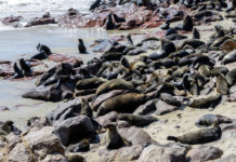 Pelsrobbenreservaat bij Cape Cross Pelsrobben Cape Cross Namibië